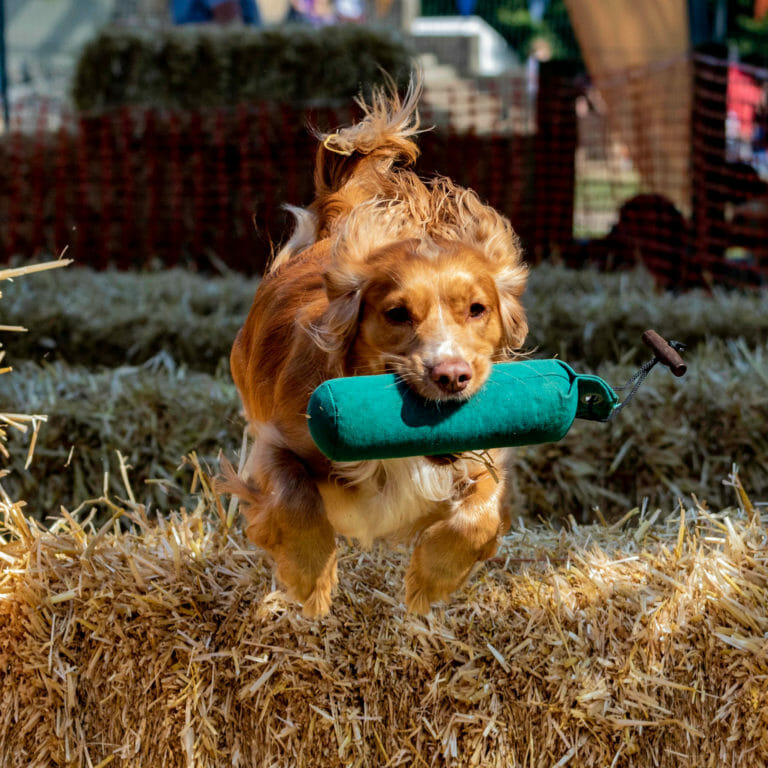 Spaniel Workshop for Intermediate dogs.