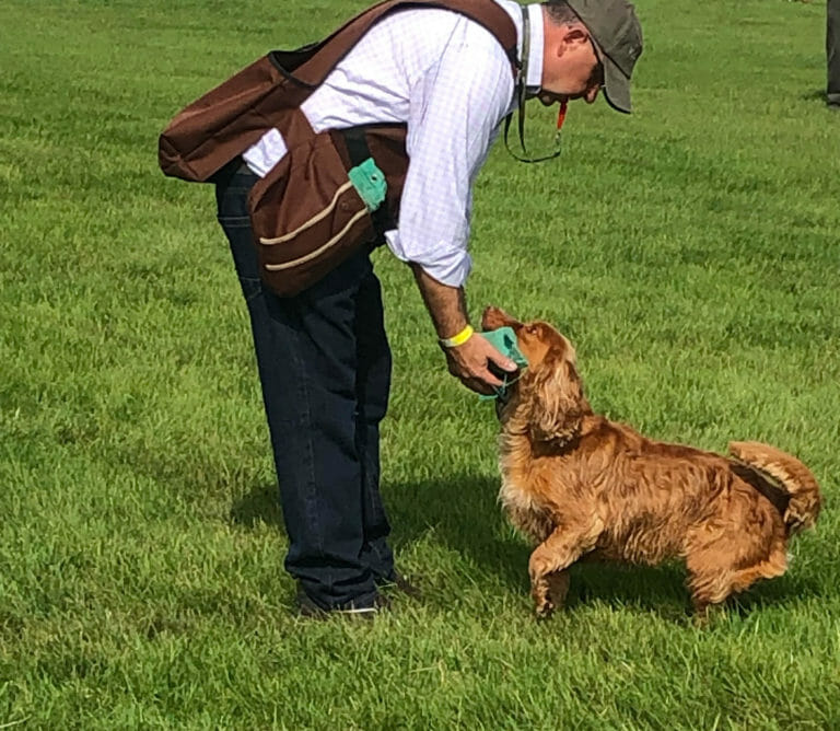 Gundog Demonstrations at Dogs Unleased with Derwent Valley Gundog Display Team