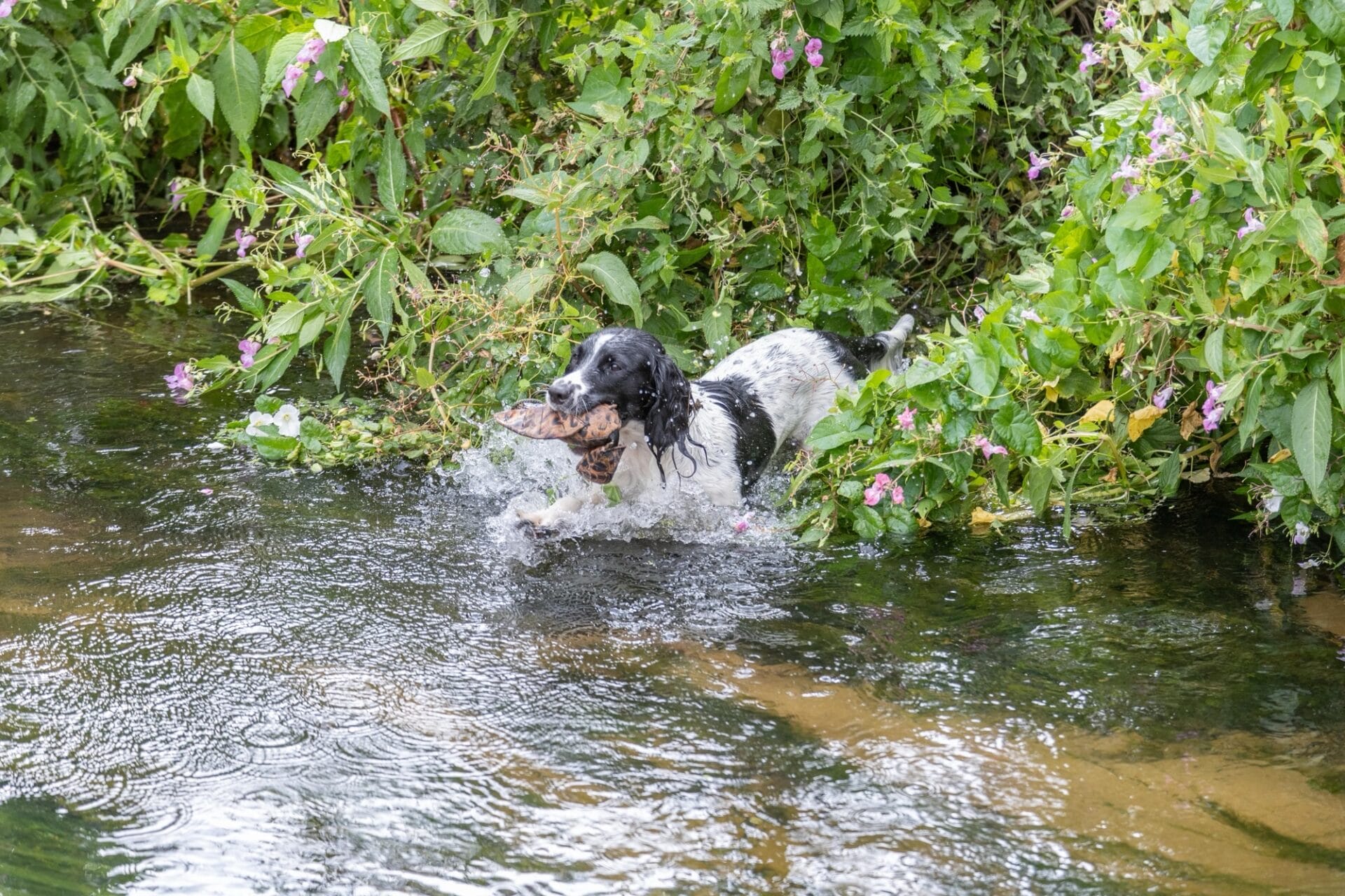 A black and white Springer Spaniel entering a river with a training dummy in its mouth.