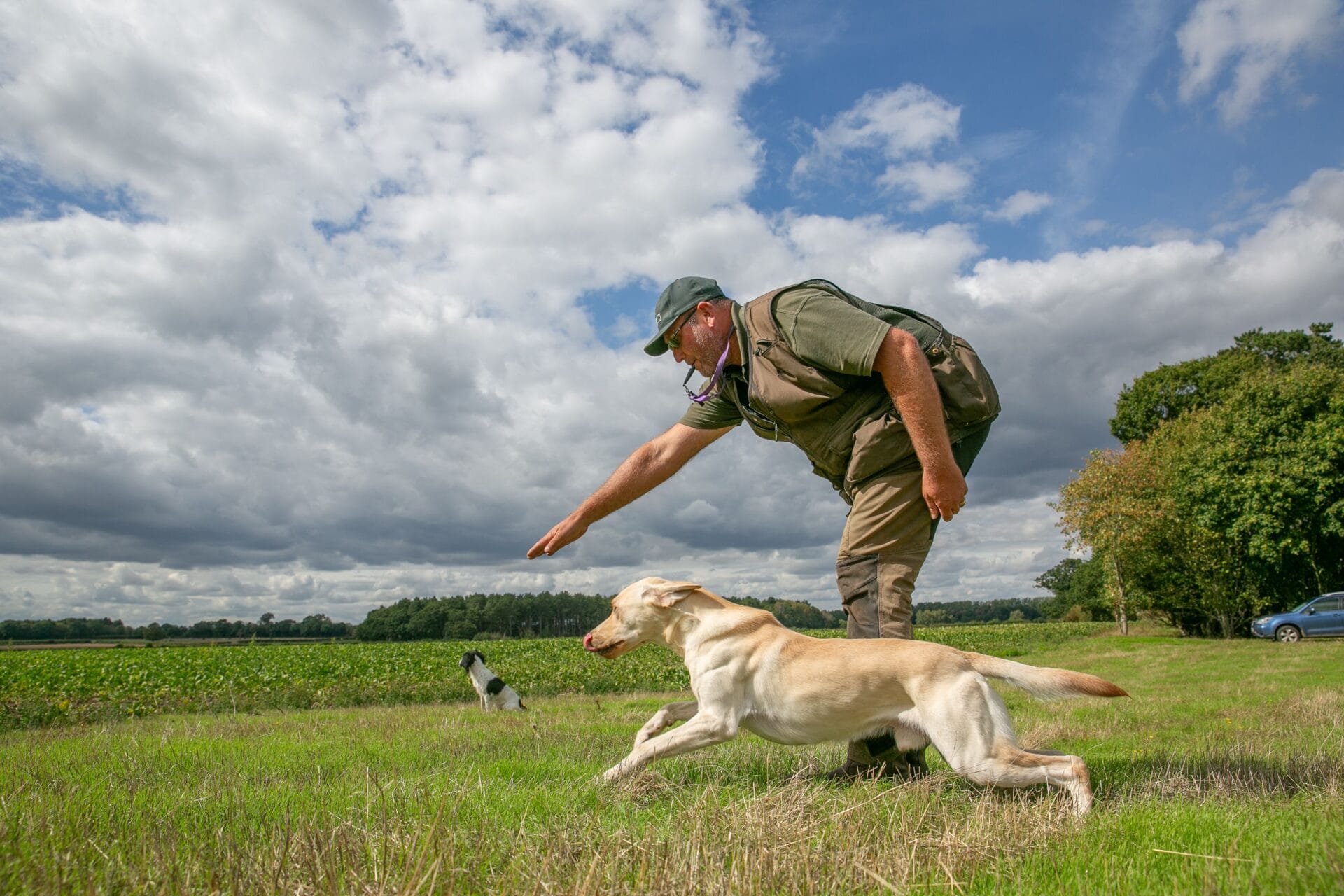 A handler giving a directional hand signal as a yellow Labrador runs out for a retrieve, with a second dog sitting steady in the background.