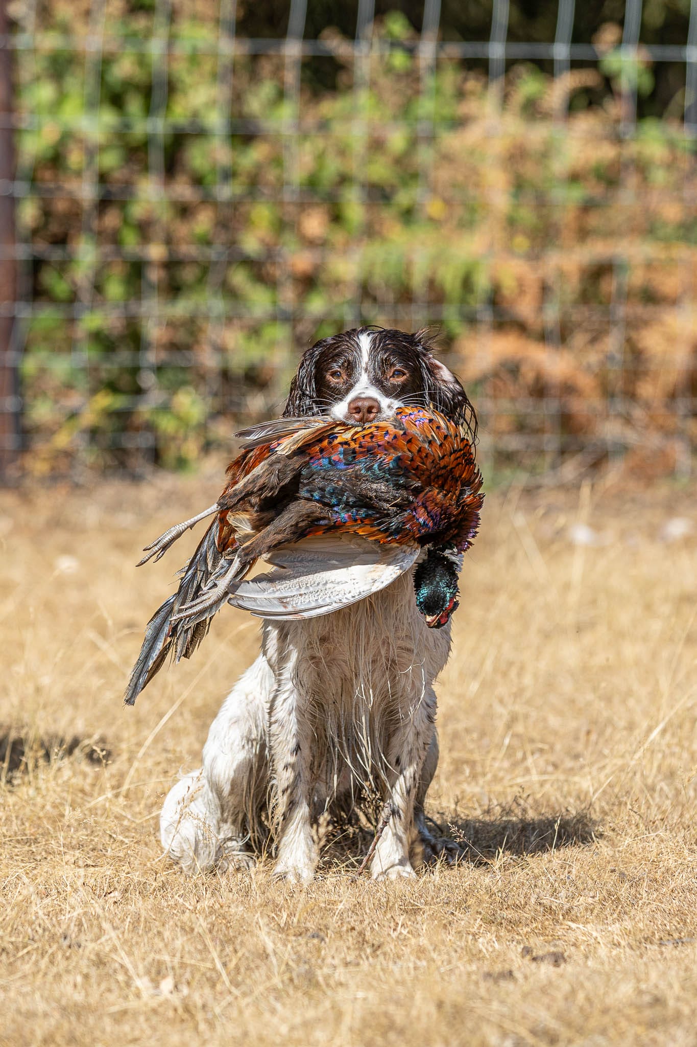 A Springer Spaniel sitting steady while delivering a cock pheasant to hand.
