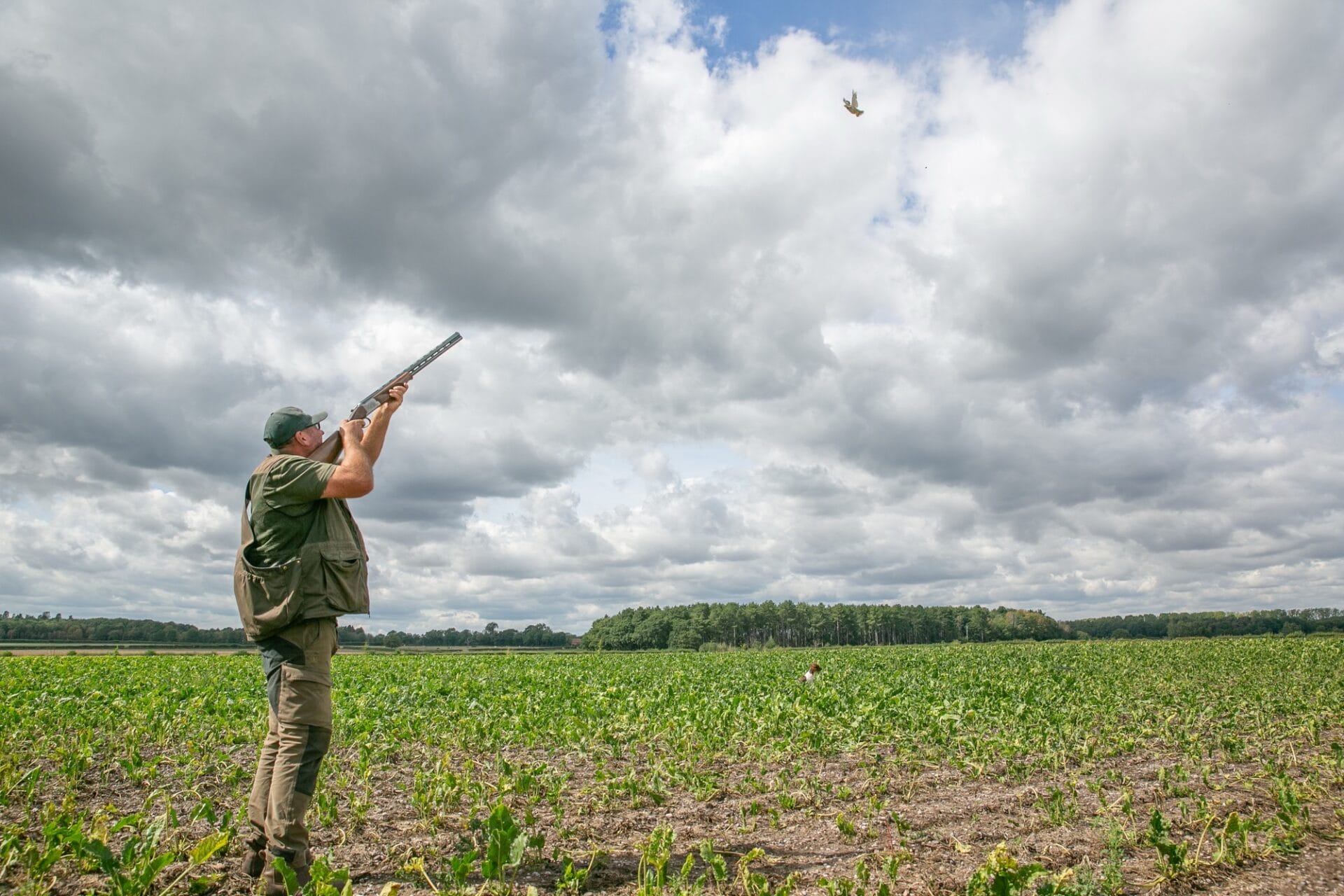 A Gun taking a shot on walked-up beet ground while a spaniel works out in front.