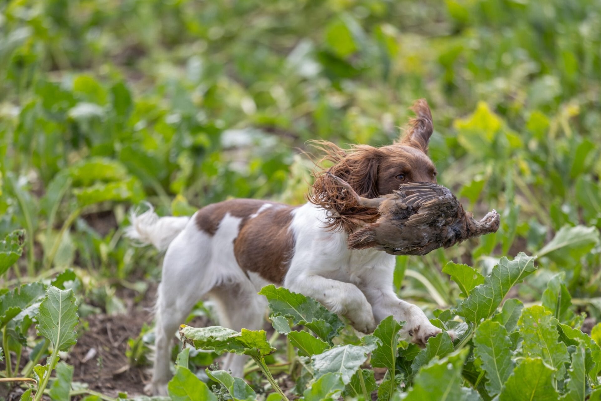 A liver and white Springer Spaniel carrying a partridge through standing sugar beet.