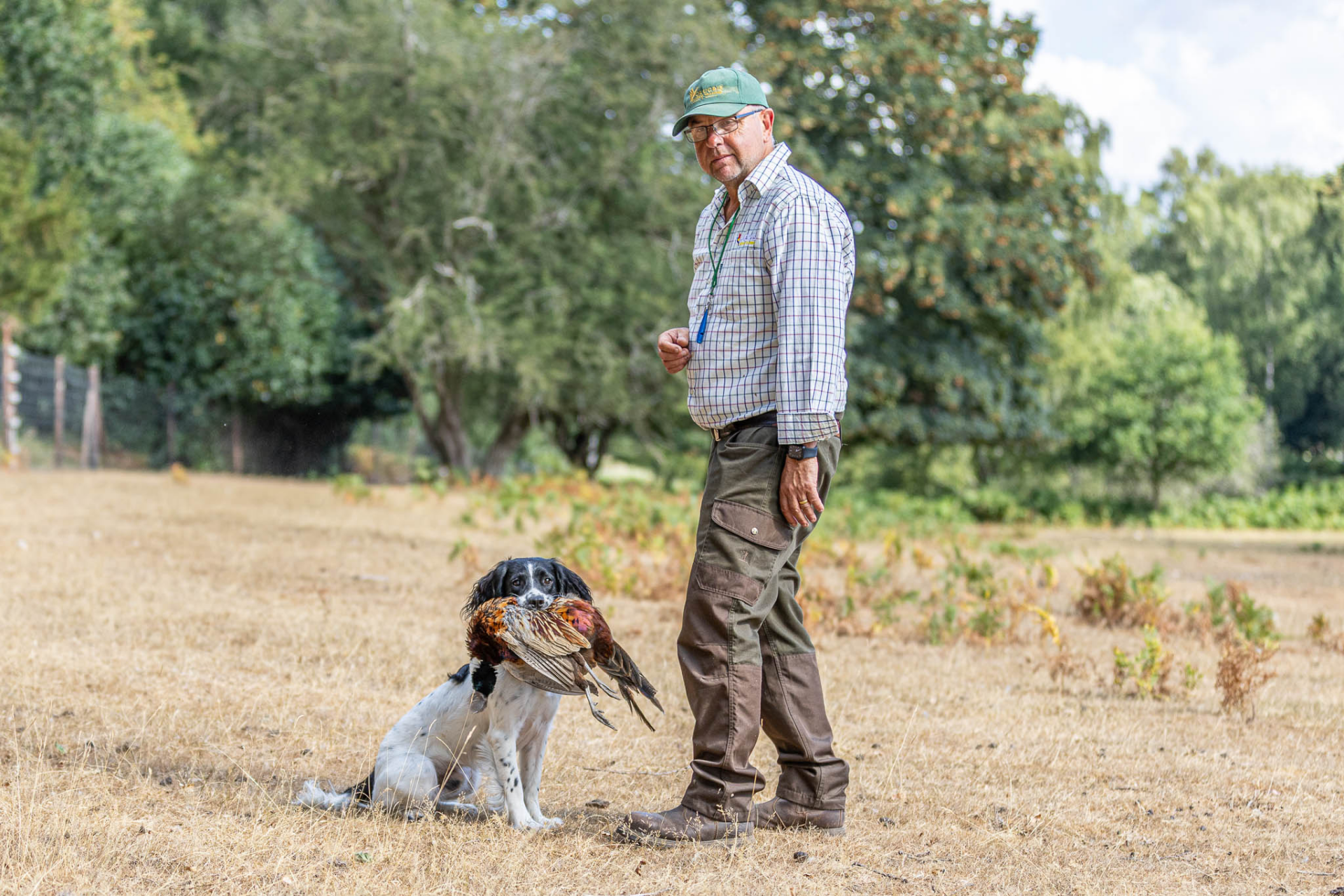 A Springer Spaniel sitting steady while delivering a cock pheasant to hand.